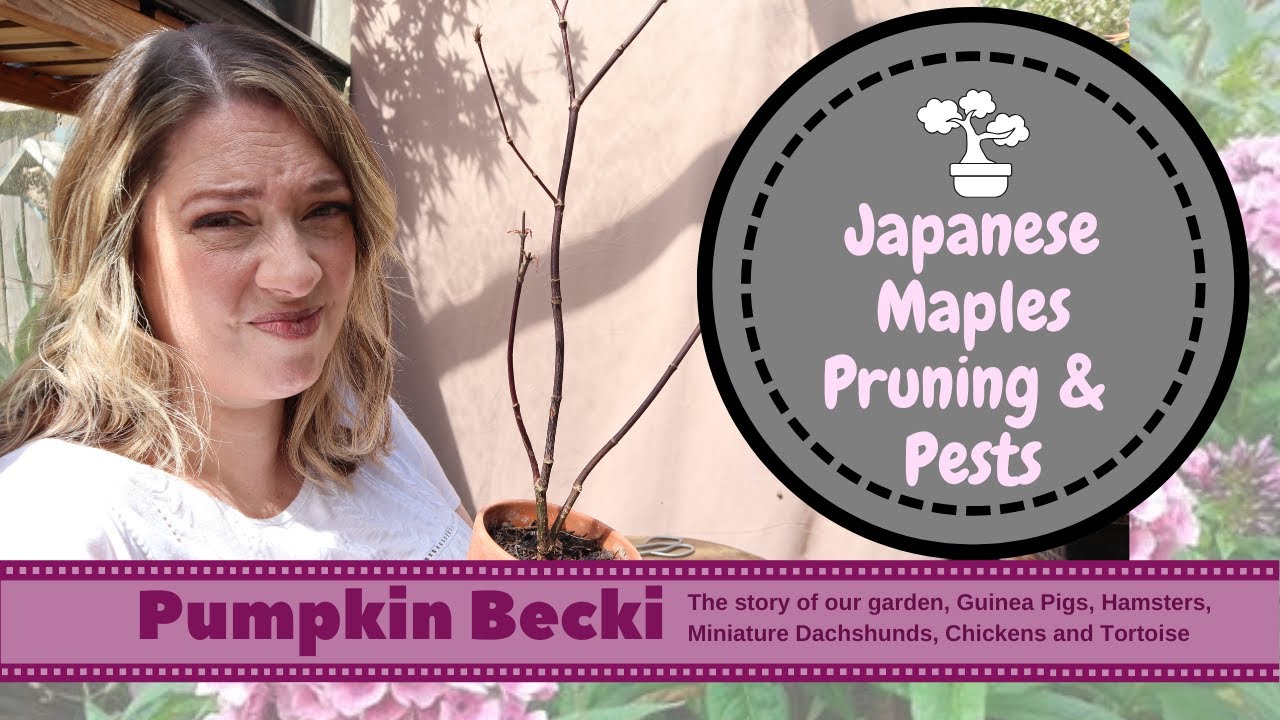 Japanese Maples for Bonsai and Garden - pruning, pests and watering
