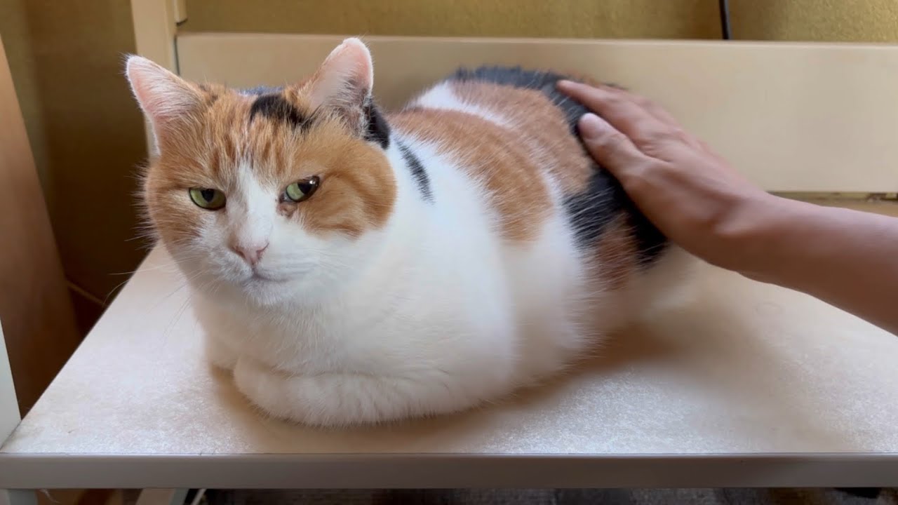【三毛猫】8月1日は家族になった記念日のミケ（2025年8月1日）