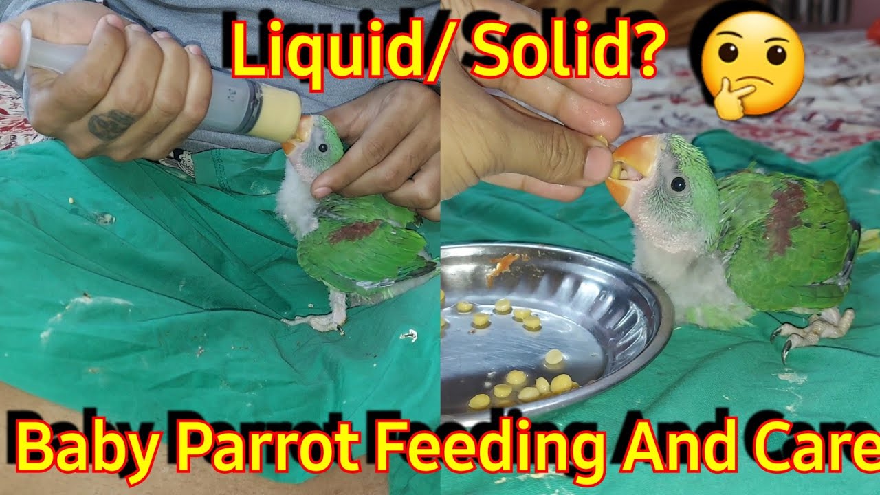 What To Feed A Baby Alexandrine Parrot || How To Feed A Baby parrot || Parrot feeding , diet & care