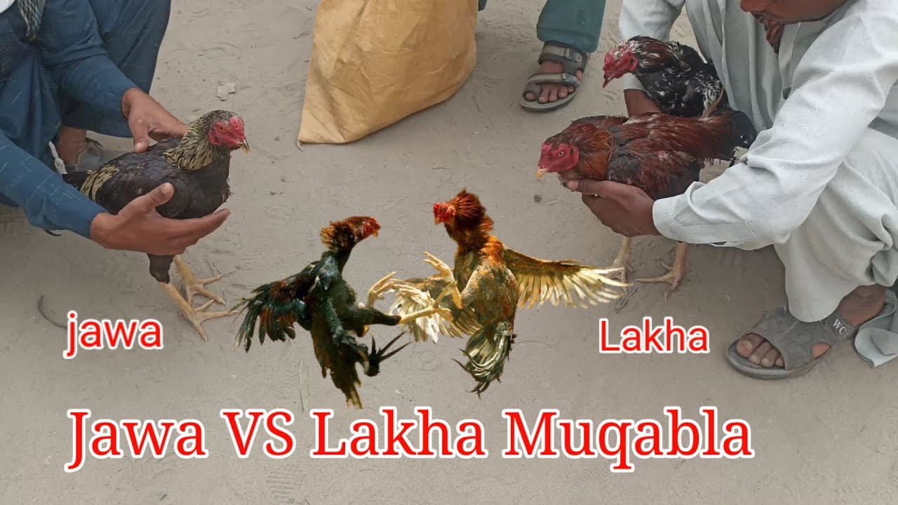 Aseel Murga ki ladai || Aseel murga Fight Mianwali || Mere Shouq
