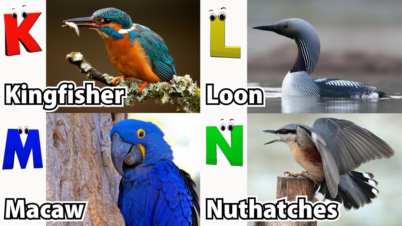 Birds ABC Song | Birds Alphabet Song for Kids | Alphabet Letters | Phonics for Kids | Baby