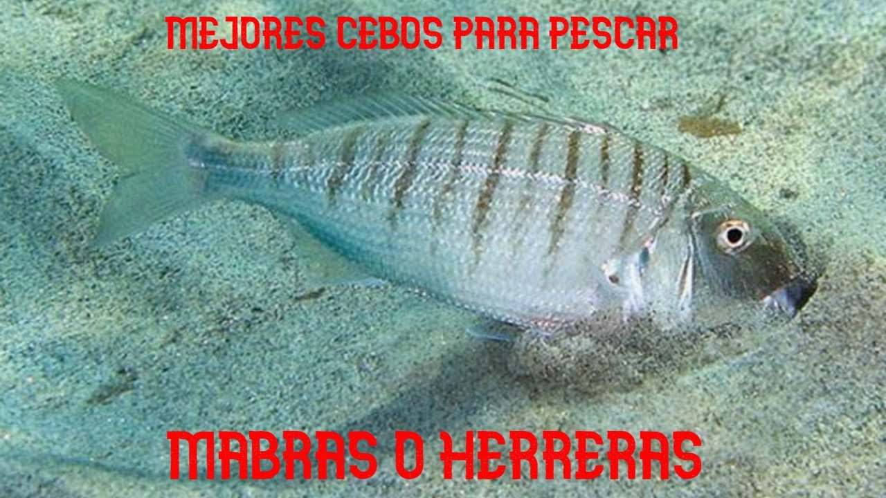 🎣🔝PESCA SURFCASTING LOS MEJORES CEBOS PARA MABRA O HERRERA 🎣🔝fishing mabra herrera
