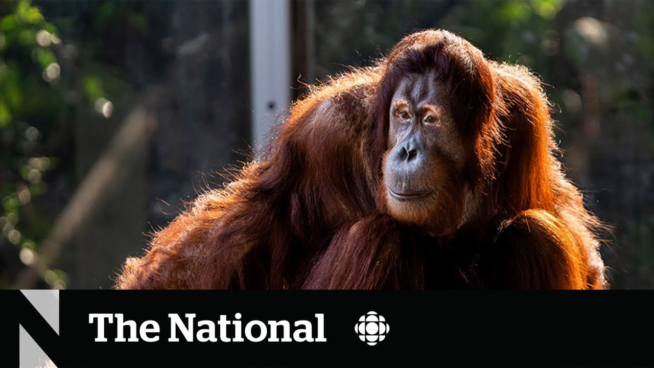 #TheMoment an orangutan escaped at the Toronto Zoo