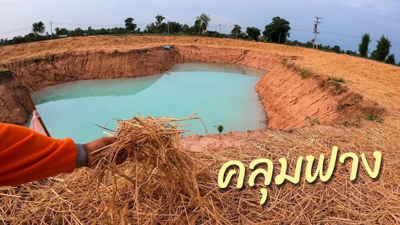 เร่งคลุมฟาง โคก หนอง นา เพื่อป้องกันตลิ่งพัง