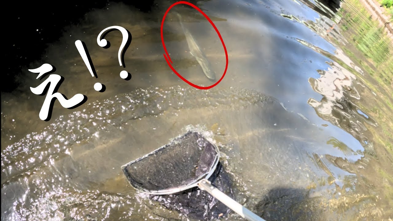 激闘！川でガサガサしてたらまさかの海の巨大魚と遭遇したんだが！！？