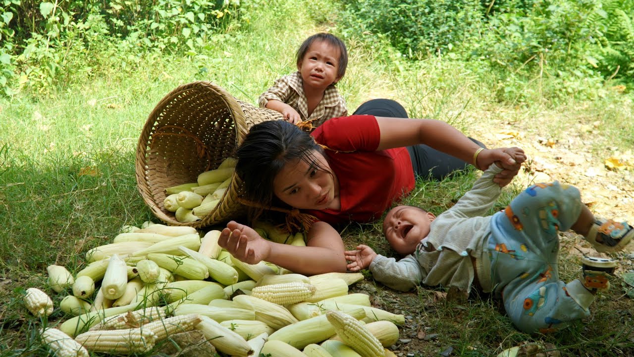 Harvest boiled corn and bring it to the market to sell - buy new clothes to keep your children warm