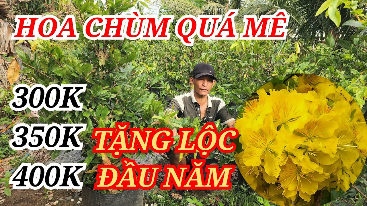 📞TRONG 0343992309 MAI TÀNG THUẦN CHẬU HOA CHÙM HÁI LỘC ĐẦU NĂM 300K BAO SHIP 23/02/2026 | Bến Tre Ơi