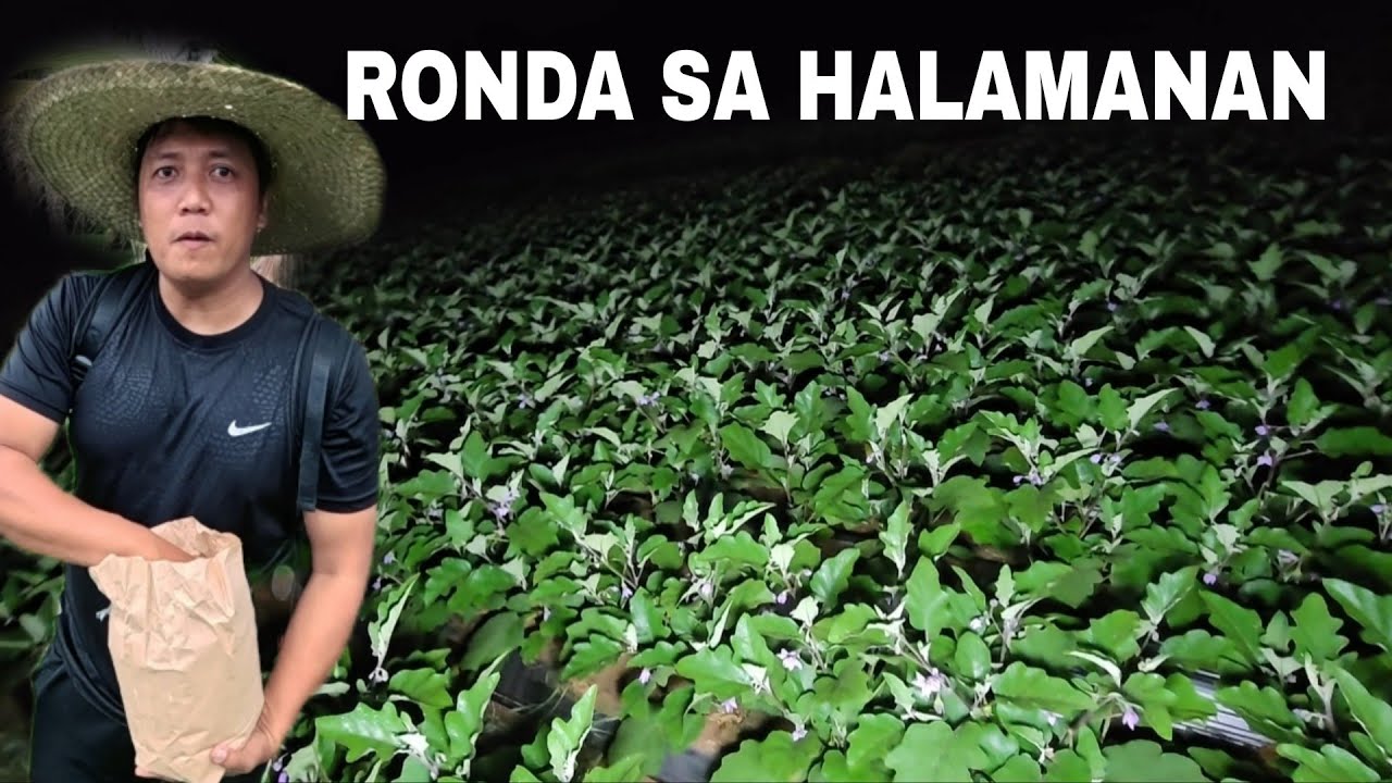 Ronda sa Halamanan Nagkakawalaan ng kalabaw sa kabilang barangay  sayang ang puhunan