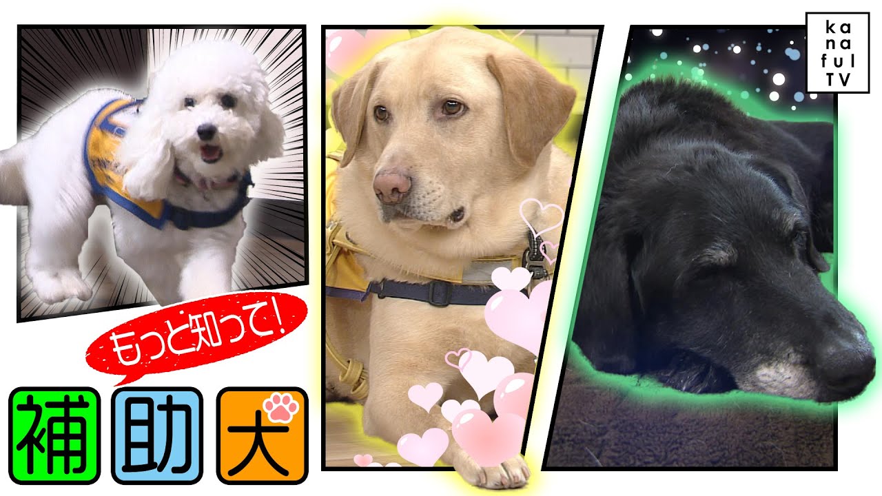 カナフルTV　5月28日　もっと知って！「補助犬」