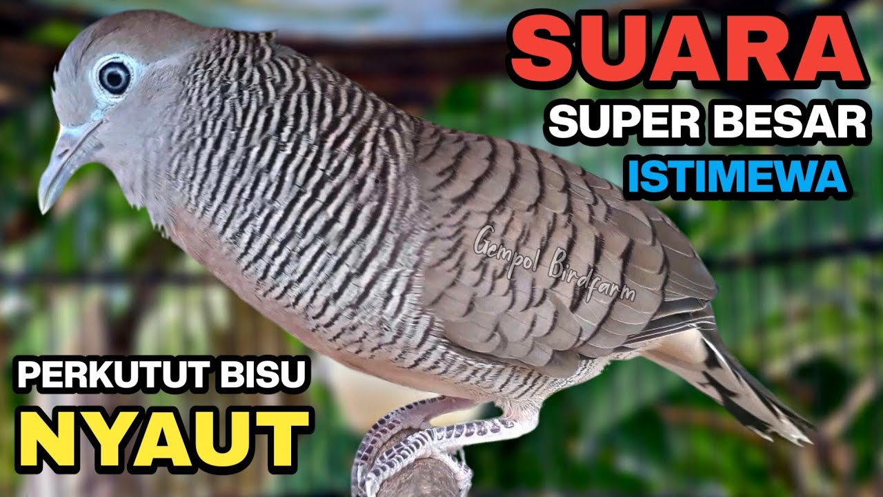 Perkutut Lokal Gacor Suara Kung Besar Pancingan Burung Perkutut Agar Bunyi.