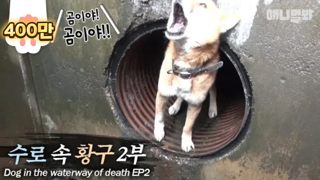 사람을 극도로 경계하던 황구..아저씨 목소리를 듣자 보인 반응이