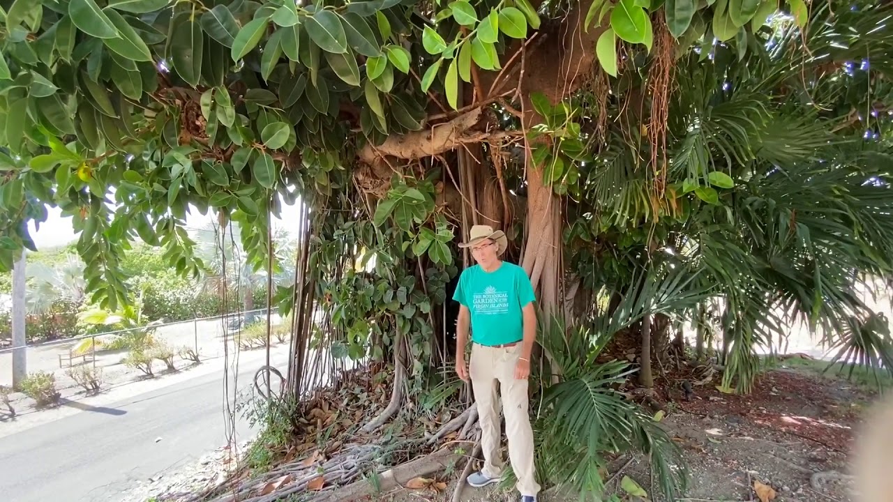 In the Garden with Dewey: Rubber Tree (Ficus Elastica)