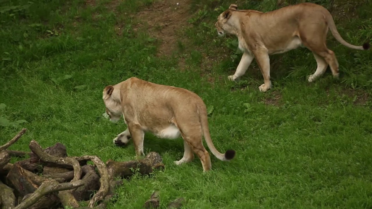 Wild About Ep 1 |  Experience Africa Alive!