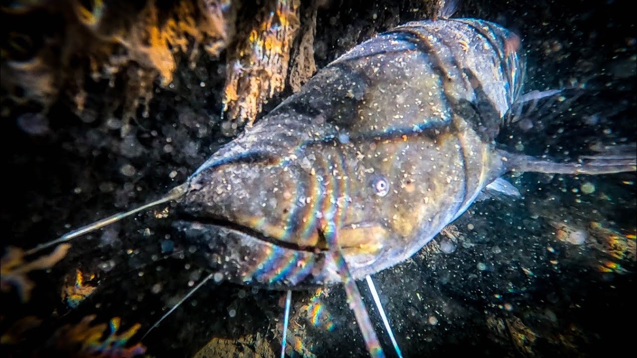 ~~Je DECOUVRE une MONSTRUEUSE quantité de poisson sous l'eau. #SILURE AGRESSIF ? #brochet #sandre