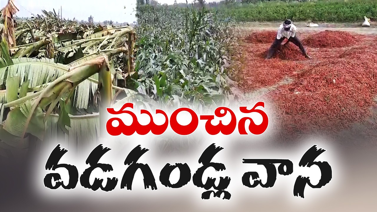 Hailstorm Devastates Crops in NTR District | Chili, Banana, Papaya Crops Destroyed by Storm