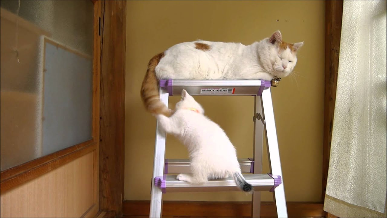 脚立の上でみみを遊ばせるしろ　Stepladder