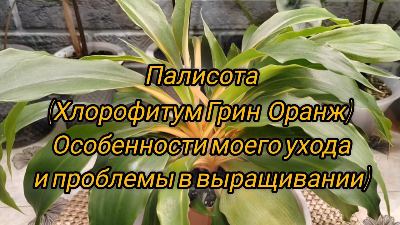 Палисота (Хлорофитум Грин Оранж) | Особенности моего ухода и проблемы в выращивании