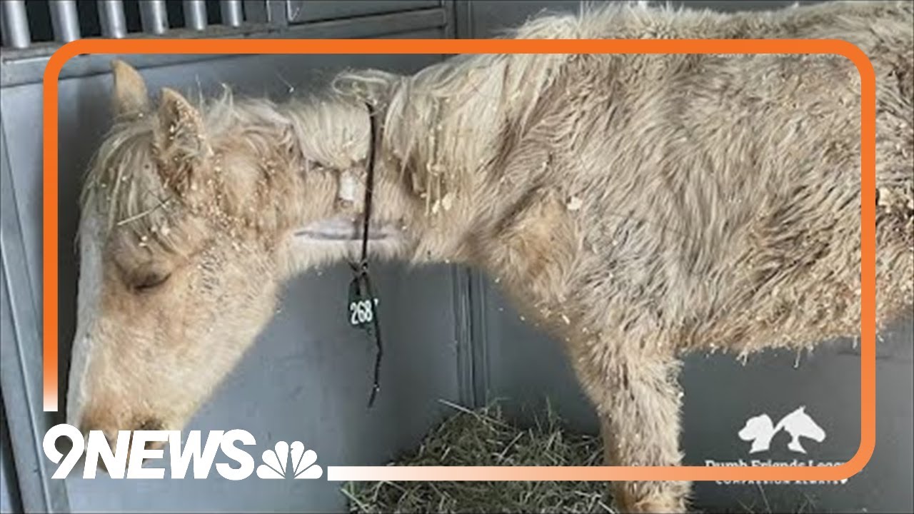 Mistreated, malnourished colt recovering at animal shelter