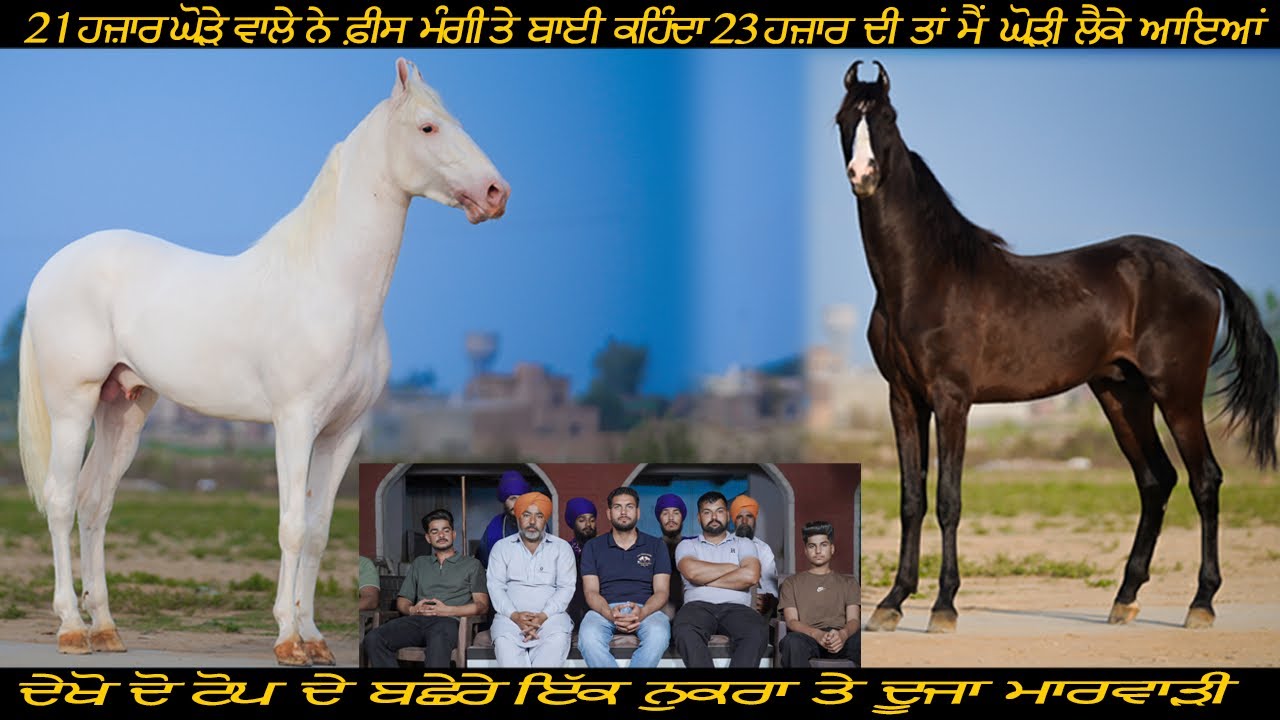 21 ਹਜ਼ਾਰ ਘੋੜੇ ਵਾਲੇ ਨੇ ਫ਼ੀਸ ਮੰਗੀ ਤੇ ਬਾਈ ਕਹਿੰਦਾ 23 ਹਜ਼ਾਰ ਦੀ ਤਾਂ ਮੈਂ ਘੋੜੀ ਲੈਕੇ ਆਇਆਂ #beanttulewal 