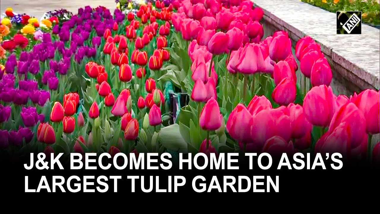Tulips overtake Srinagar, becomes home to Asia’s largest Tulip garden