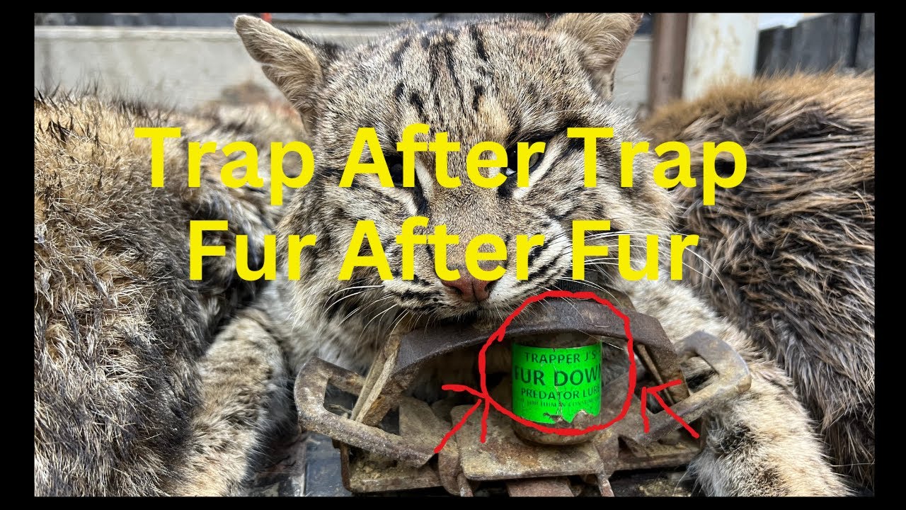 What A Day On The Trap Line Eps20 - Lots Of Different Fur And What A Blast