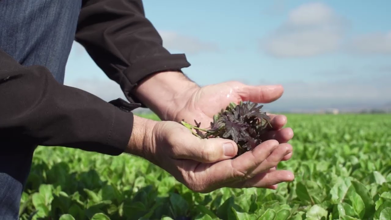 Field Fresh Farms
