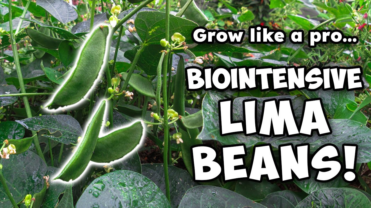 Biointensive Lima Beans: Grow Like a Pro