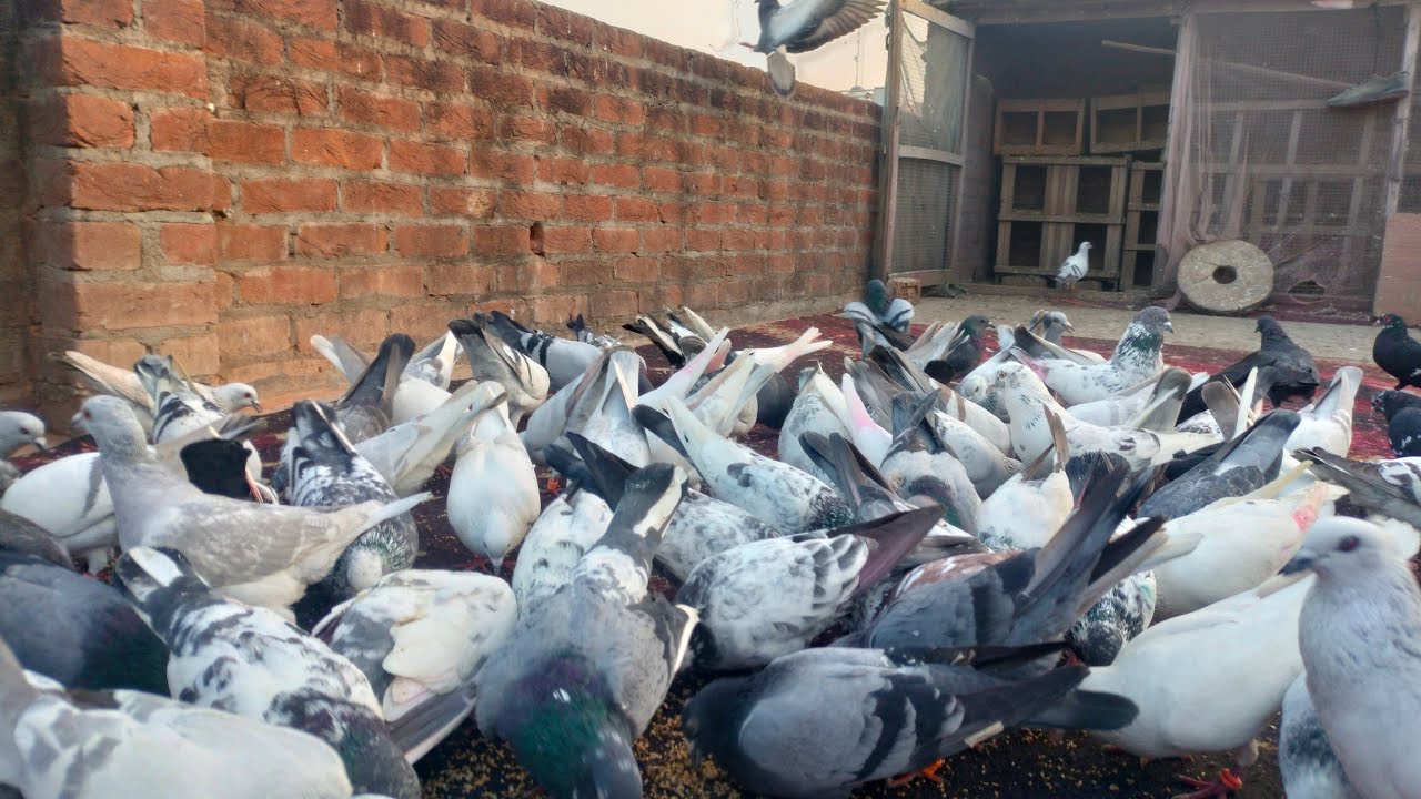 RAJDEVESH is live! Bareilly loft 🕊️🤍 pigeon view Kashmi Do Wajj and kala Do Wajj...