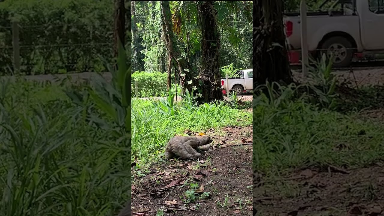 🦥The Speed of a Sloth!