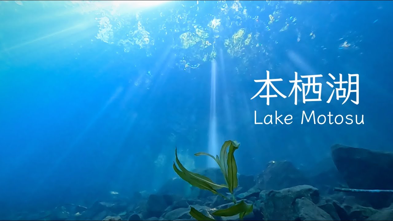 本栖湖  沈木の林 スキンダイビング (2025.Jul)