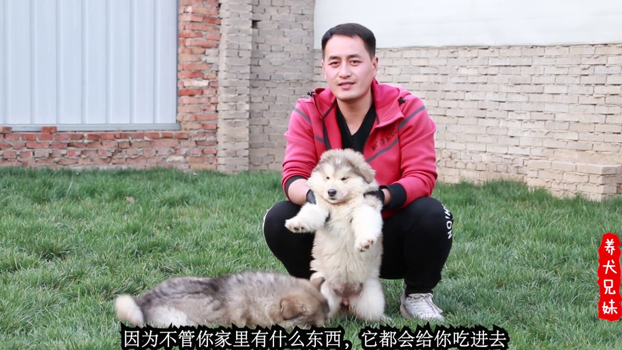 切记！狗狗刚到家千万不可以喂的太饱！否则后果很严重