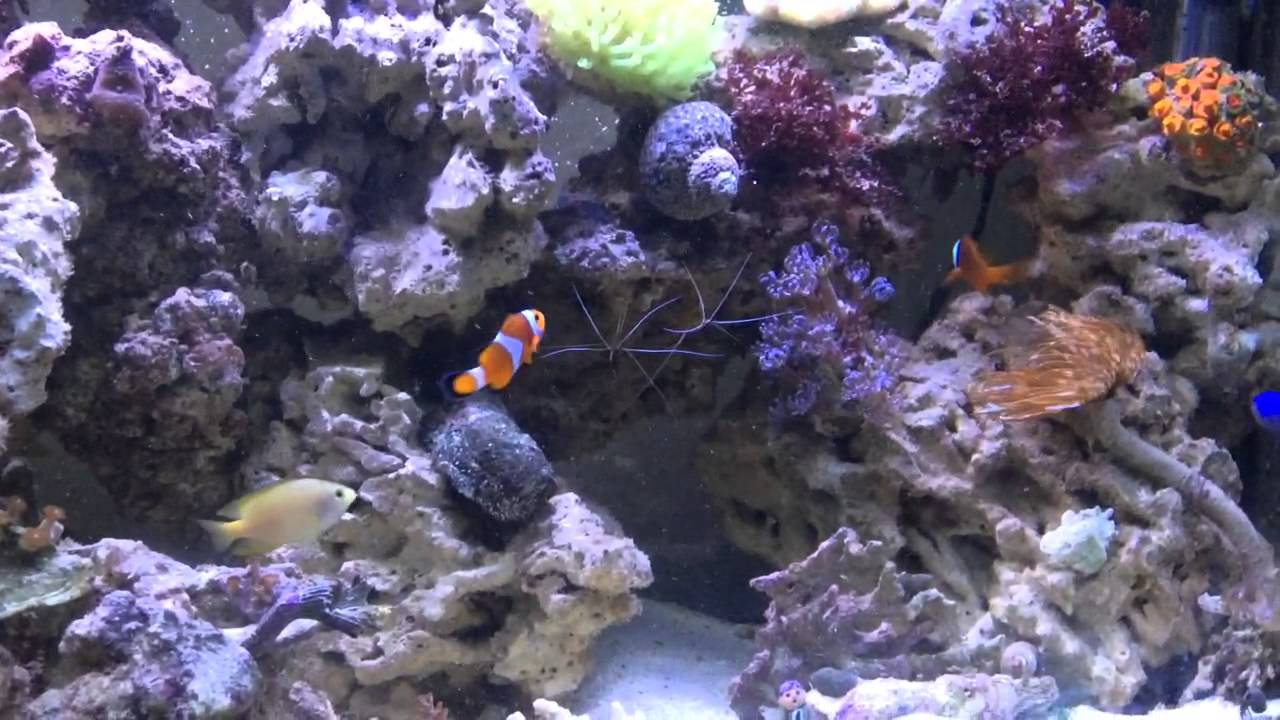 Update on reef and tropical freshwater aquarium