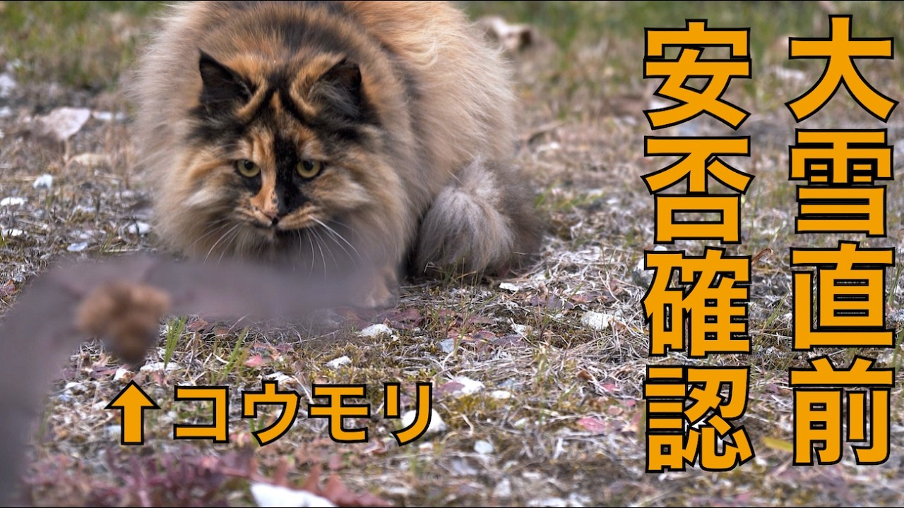 大雪直前の野良猫達の安否確認