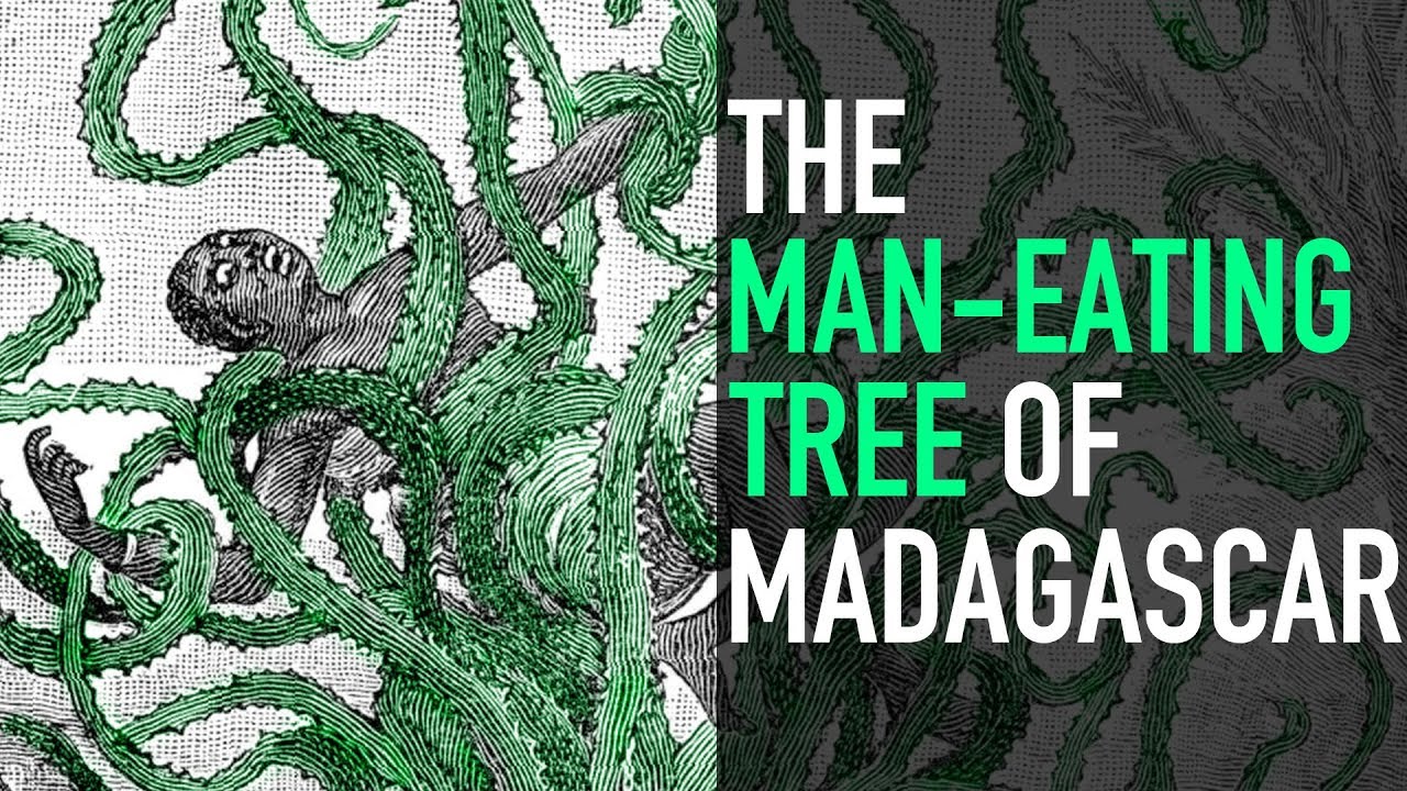 The Man-Eating Tree of Madagascar