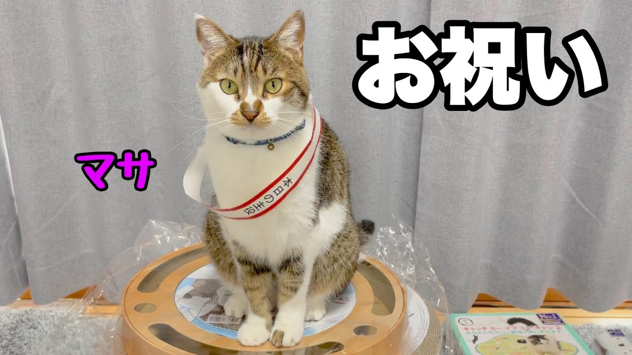【お祝い】大量のプレゼントを献上しました。｜車中泊する猫のマサの３歳の誕生日と押し猫グランプリ入賞のお祝い。