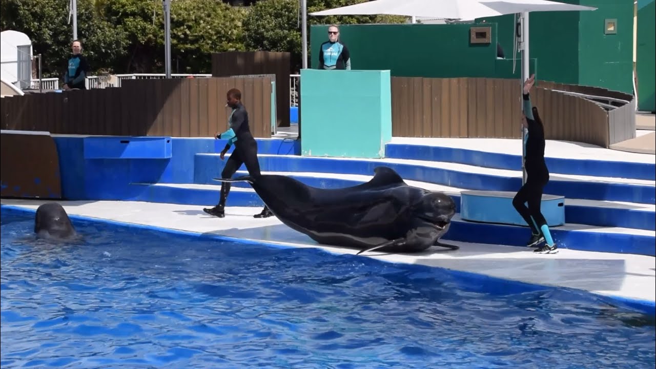 Dolphin Adventures Show with Pilot Whales (Ava and Piper) at SeaWorld Diego May 4, 2024 at 3PM
