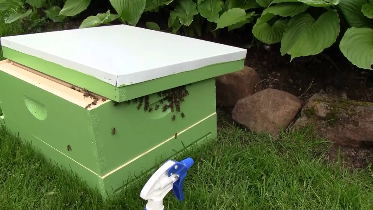 Bee Vlog #21 - May 9, 2012 - Swarm capture, Part 2/4