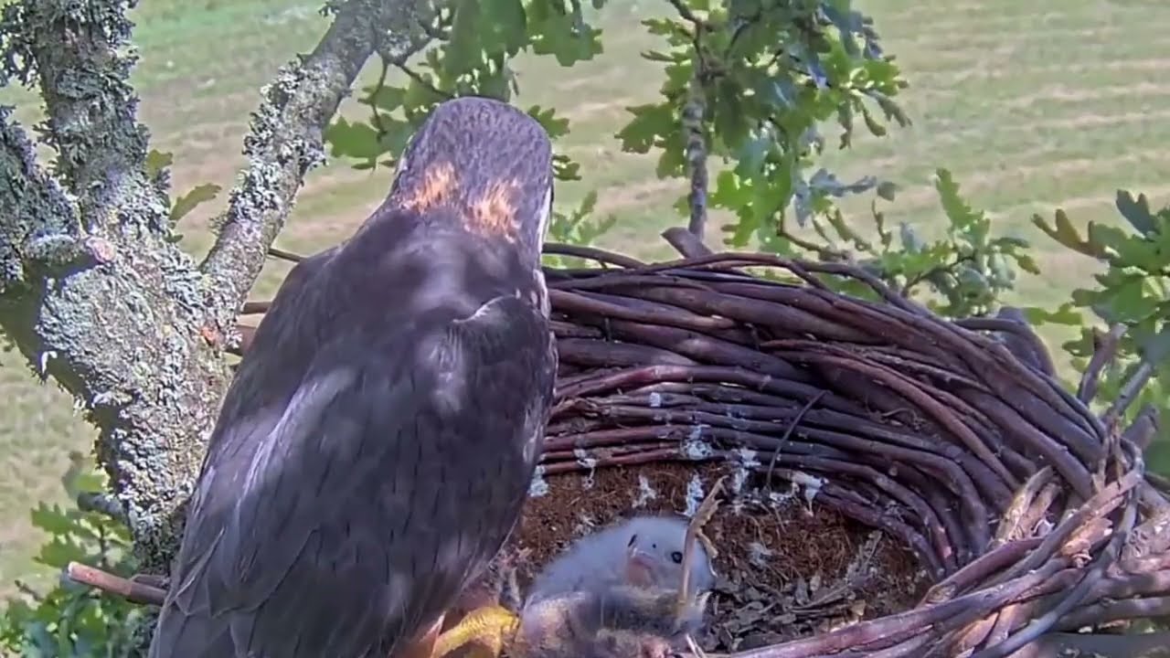 #falcon