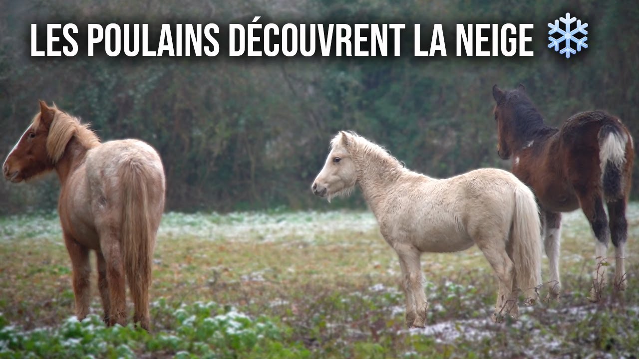 DIMANCHE - Je l'ai mis à vendre... 💔 et je vous en parle sincèrement