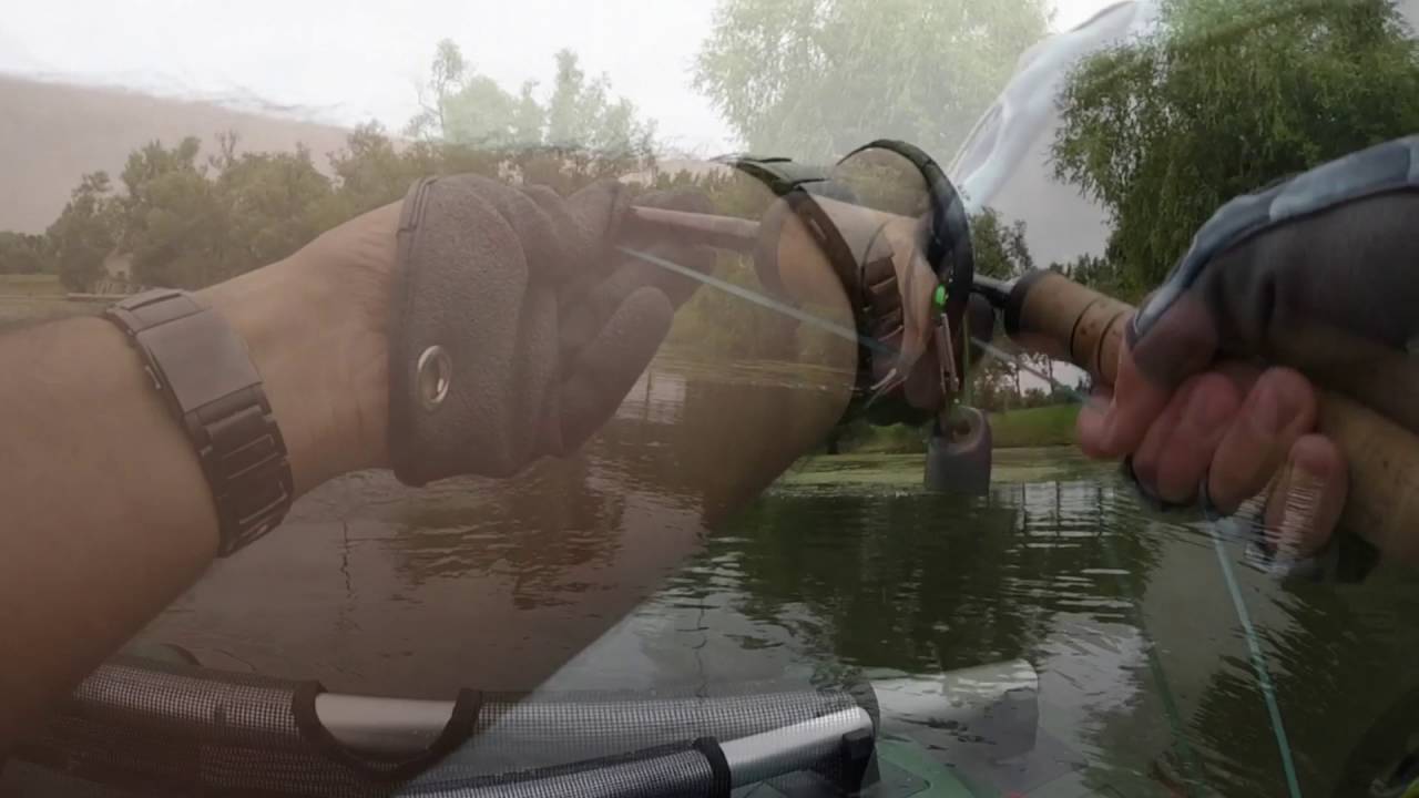 Silure 1m70 au streamer a la mouche. Catfish fly