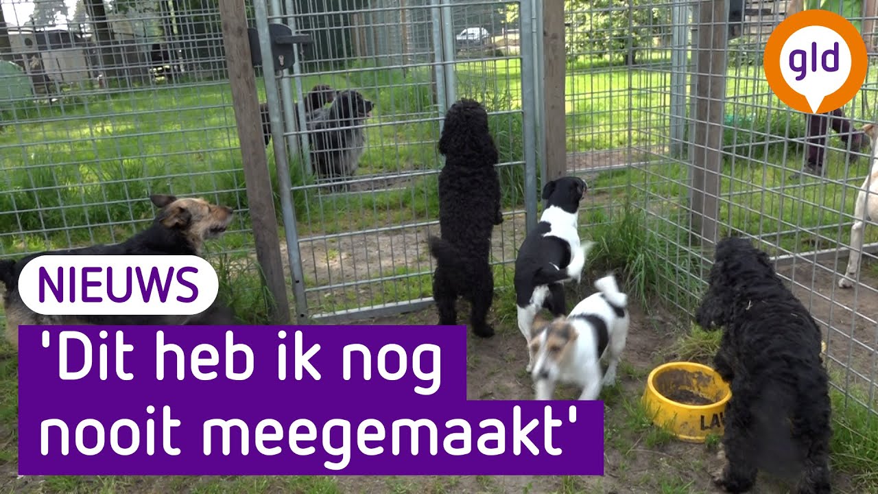 Dierenpensions alweer volgeboekt, zorgen om 'verknipte honden'