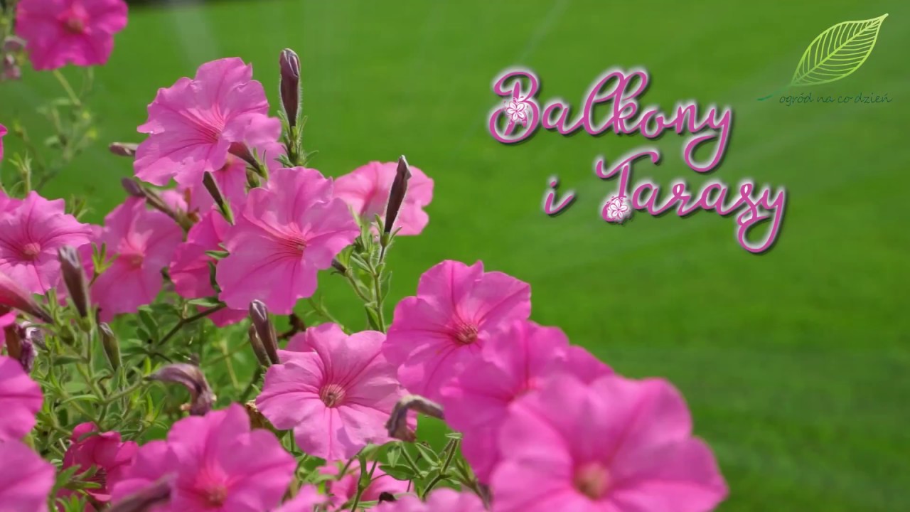 Kwiaty na balkon i taras? Które będą najlepsze? Jak je pielęgnować?