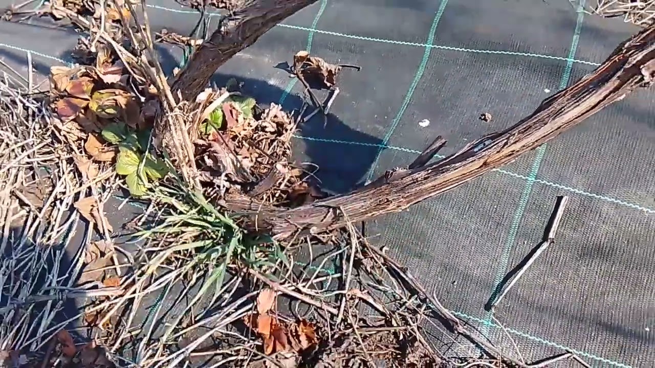 Elszabadult szőlő metszése.