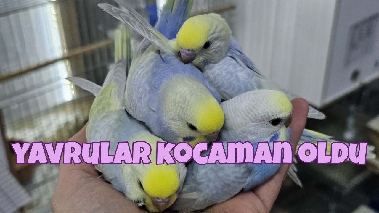 YAVRULARIMIZI YEME DÜŞÜRÜYORUZ🤩KOCAMAN OLDULAR🫶