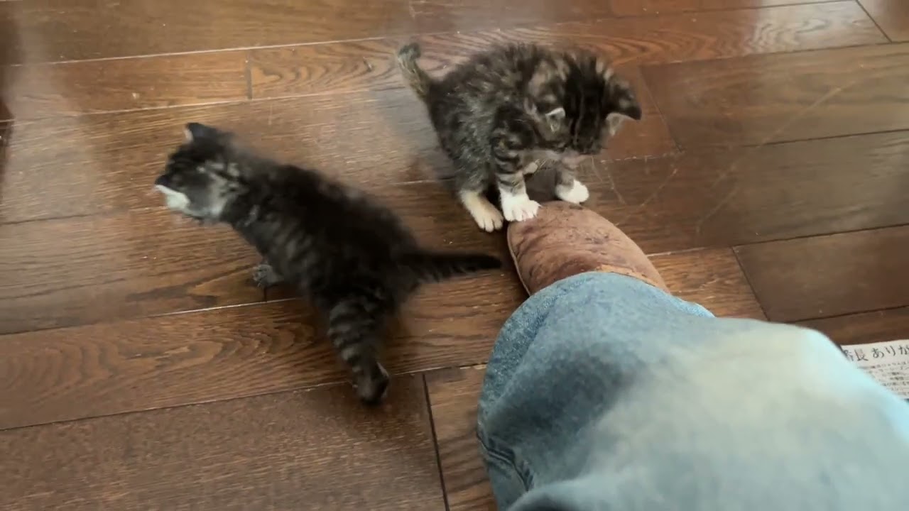 生後24日目のキジトラ子猫