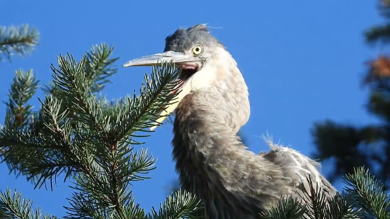 Great Blue Heronality 2025   Made with Clipchamp