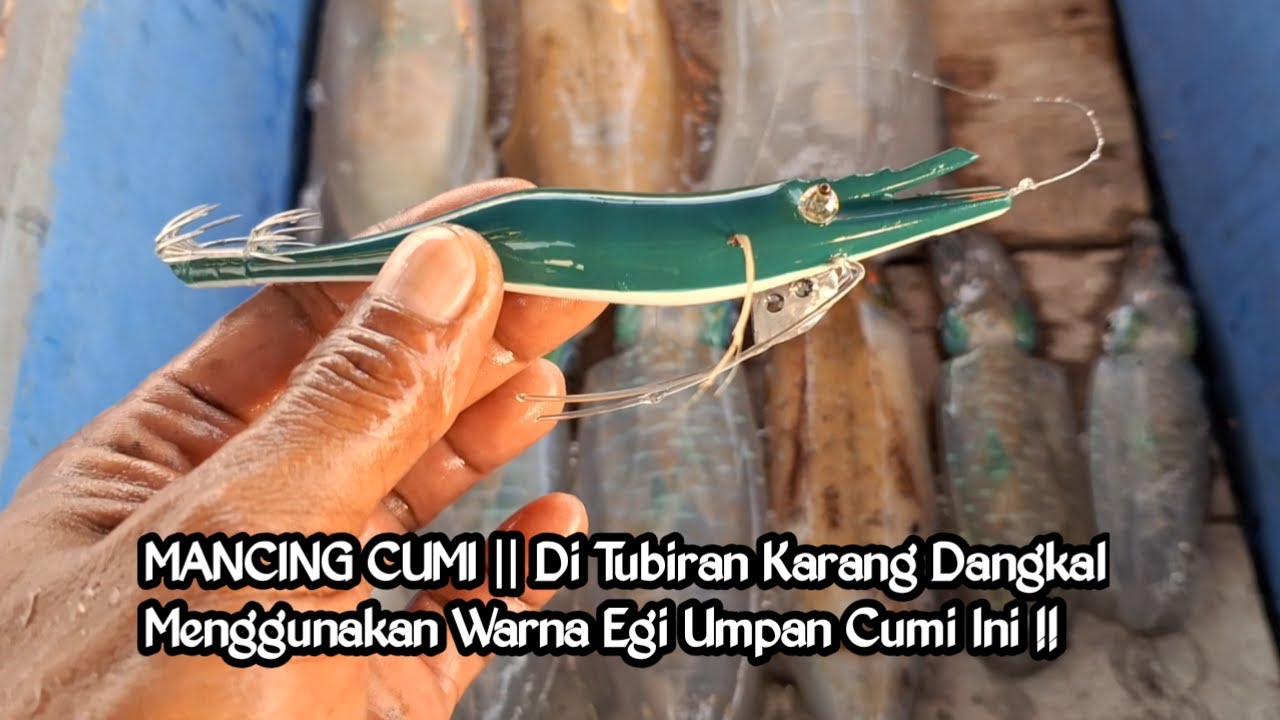 MANCING CUMI Saat Air Laut Surut Di Tubiran Karang Dangkal