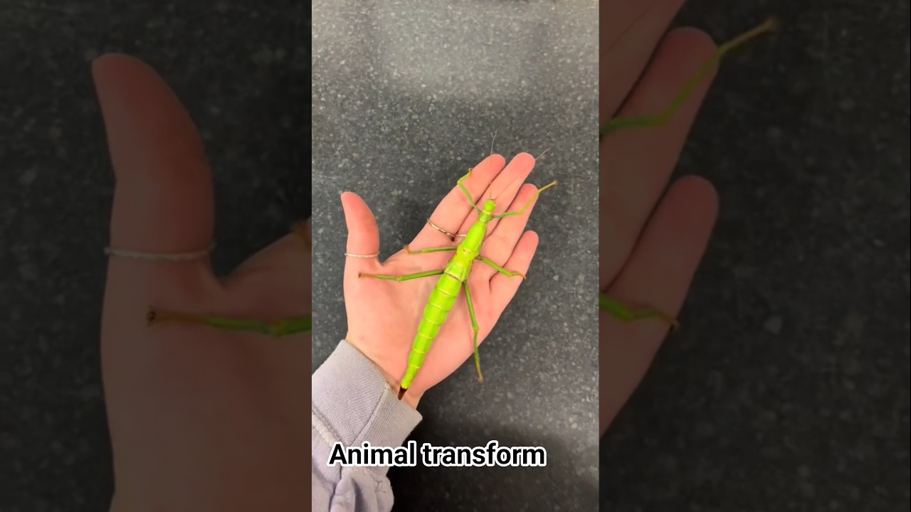 zzzzz #animals #funny #pettransformations #petvideos #animalkingdom #animaltransformation #insects