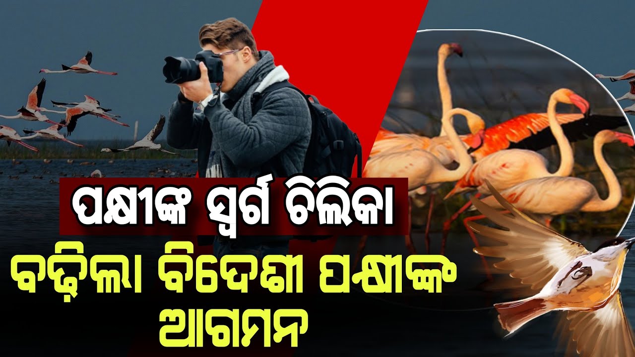 ପକ୍ଷୀଙ୍କ ସ୍ୱର୍ଗ ଚିଲିକା, ବଢ଼ିଲା ବିଦେଶୀ ପକ୍ଷୀଙ୍କ ଆଗମନ // Birds’ Paradise Chilika