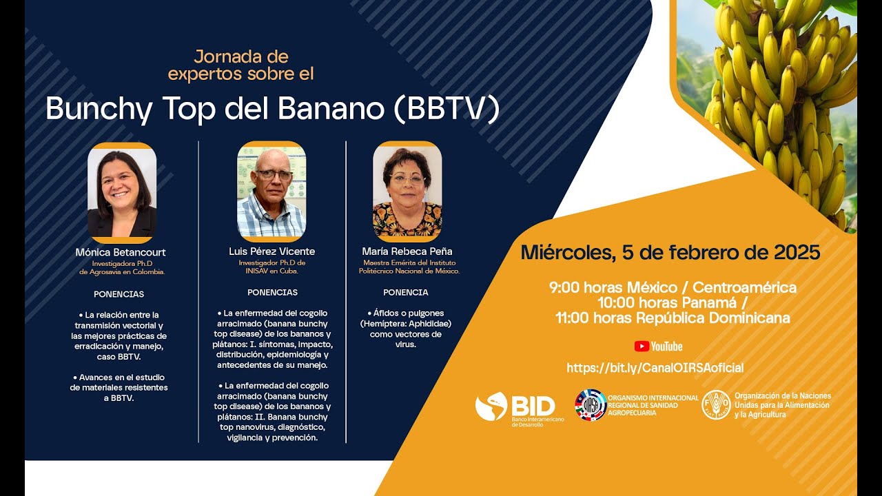 Jornada de expertos sobre el Bunchy Top del Banano (BBTV)
